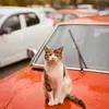 @6599044180637761541
