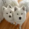 @6642766394188988421