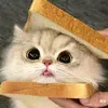 @6721719858272683013