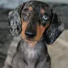 @Odie_dapple_dachshund 🐾