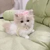 @Adelina