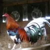 @Negrete_Farm