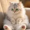 @7084999193336841259
