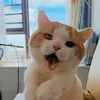 @7085514905327518725