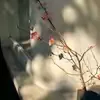 @kannababa0