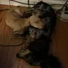 @7155728314950616110