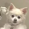 @bno.ava