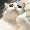 @7246287669038040110