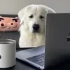 @7259669147192804398