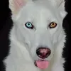 @7279628415379964971
