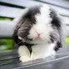 @7282681763273671726