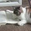 @Fluffy Finds