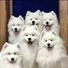 @qe133262lai