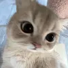 @7295846390679766058