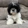@7302347071935546411