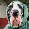 @Franklin the Great Dane