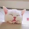 @7311637457488462891