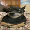 @7326478004984185899
