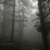 @7336606418404443182