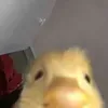 @7336754978395227178