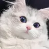 @7361011818221290538