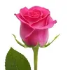 @7366989547816977454
