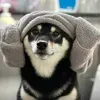 @7367715548061713451