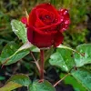 @7383078410958930986