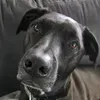 @7387378519678305322