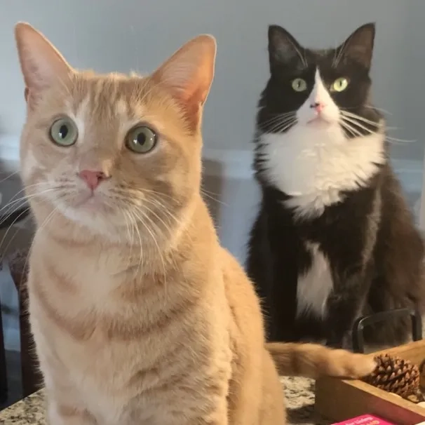 @leo_and_simba