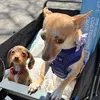 @Happy Dog Life