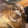 @Kenny the Aussie 🐶