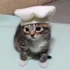 @7394296707938452523