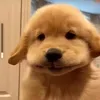 @7428621559701636142