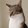@7432938813896868906