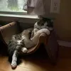 @7436780005210883114