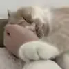 @minminhouse.gigi