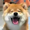 @pet.paradise438