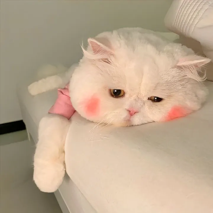 @cute_animals444