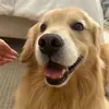 @thedailywaggy