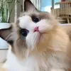 @bunny_beily0