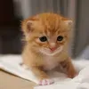 @7484919905901773870