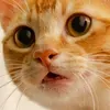 @7486137552202777642