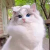 @7492298823876936747