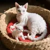 @7501581377776944171
