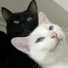 @7501647887697822762
