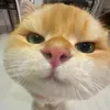 @7506371052882461739