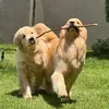 @7511984540454421534