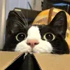 @7514948112046670891