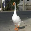 @7521750224424748046